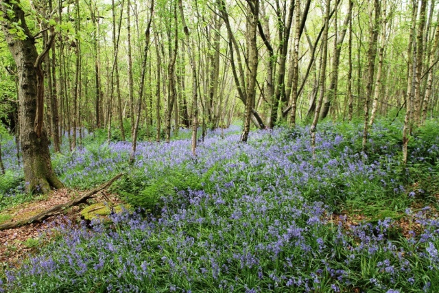 bluebells-in-spring-at-one-tree-hill-c-nt-piers-pardoe.jpg