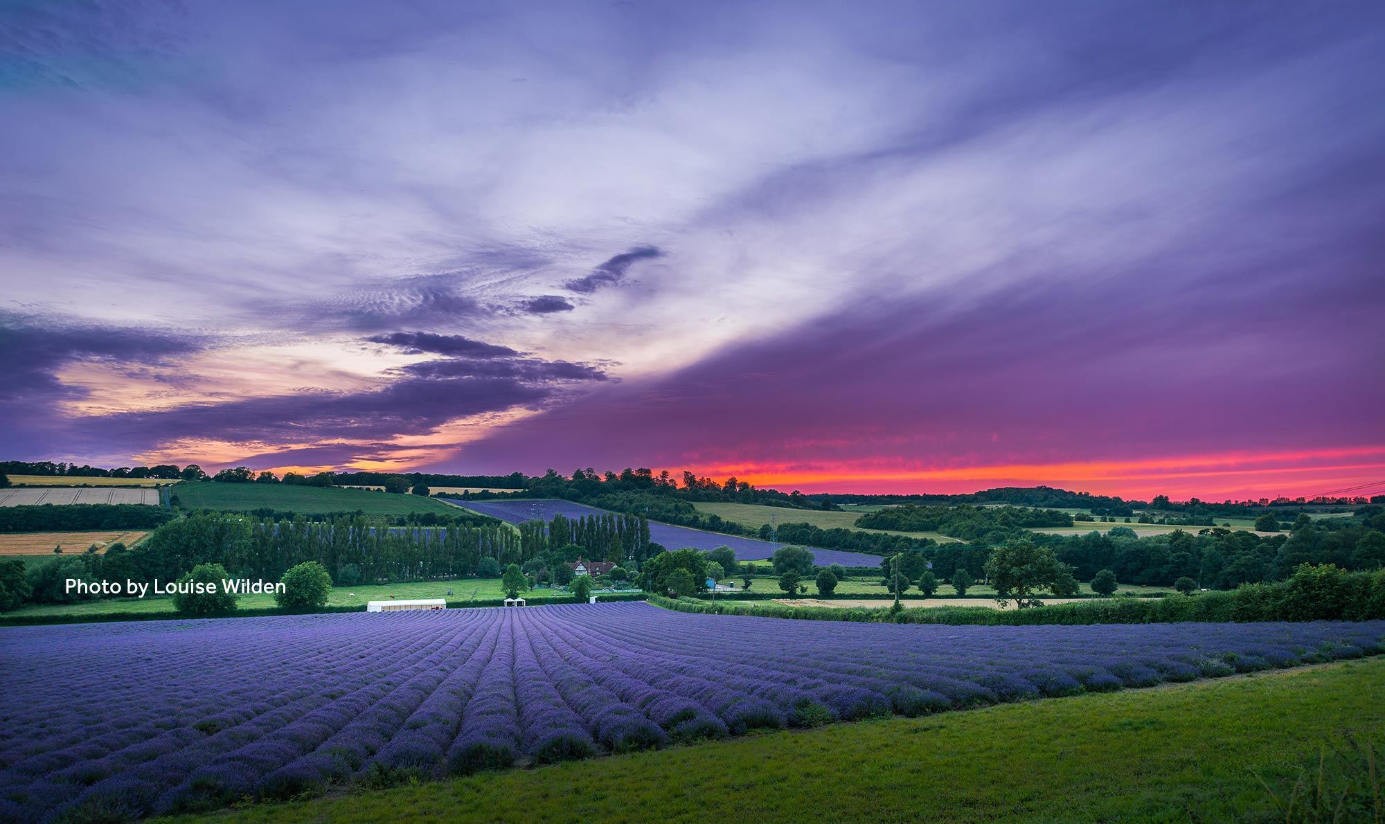Lavendar Fields - Louise Wilden