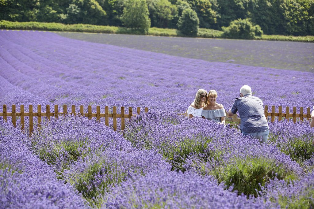 Castle_Farm_Lavender_085_4202.jpg