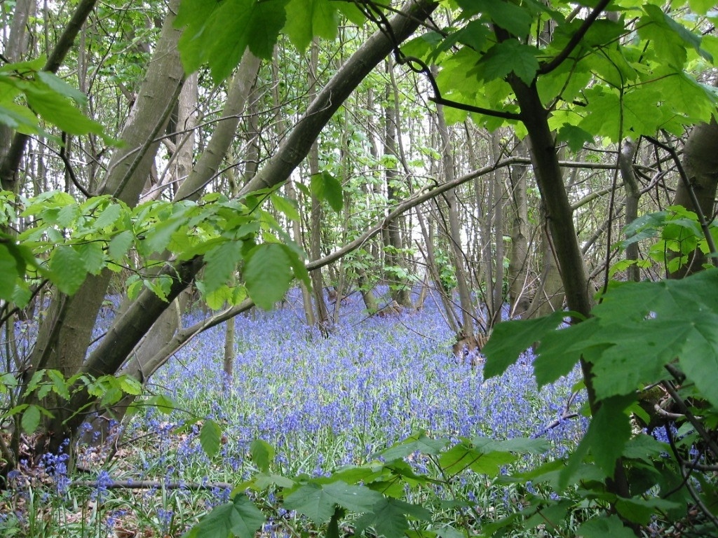 bluebells.jpg