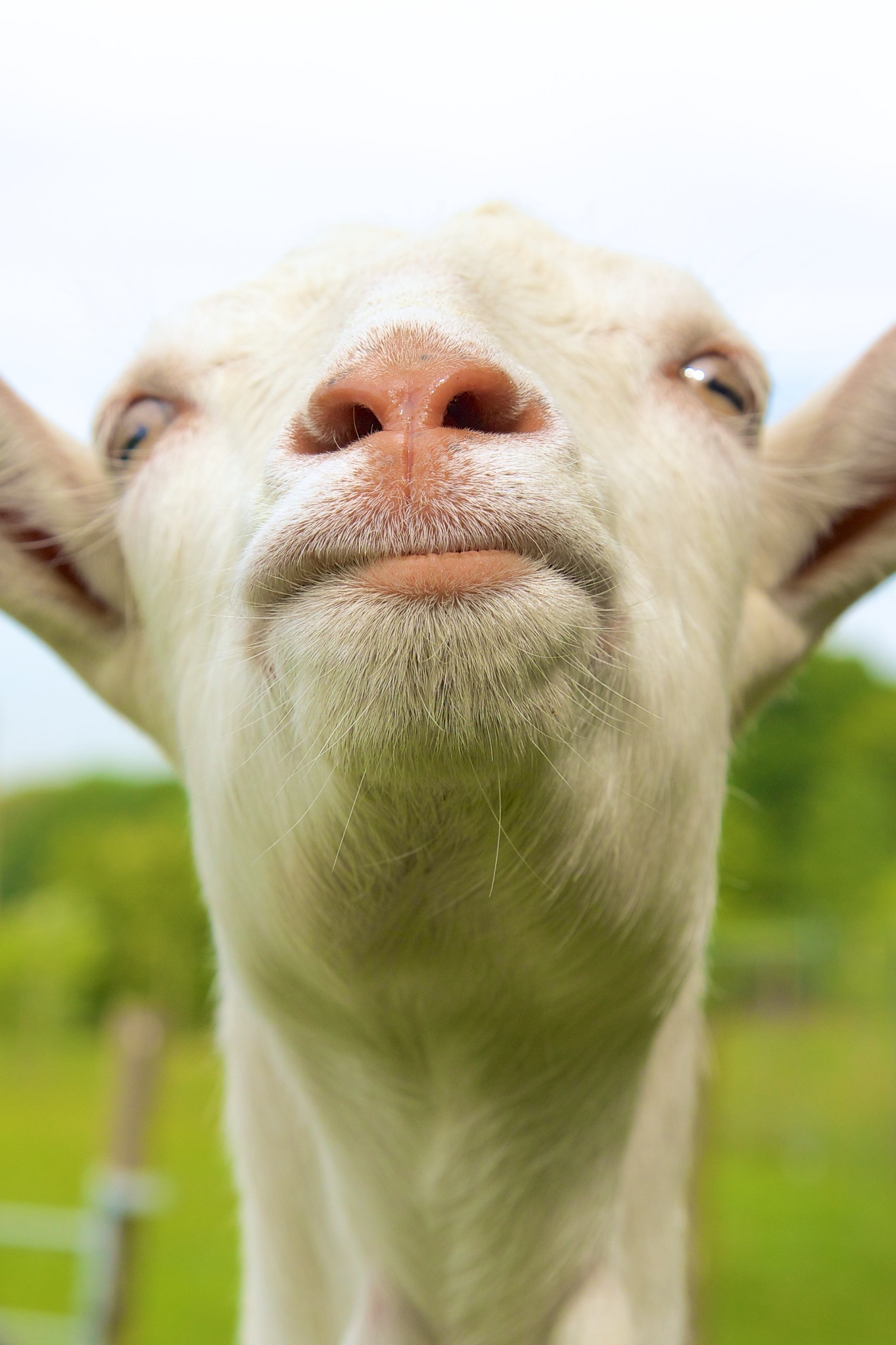 coolings-brian-the-goat_1.jpg