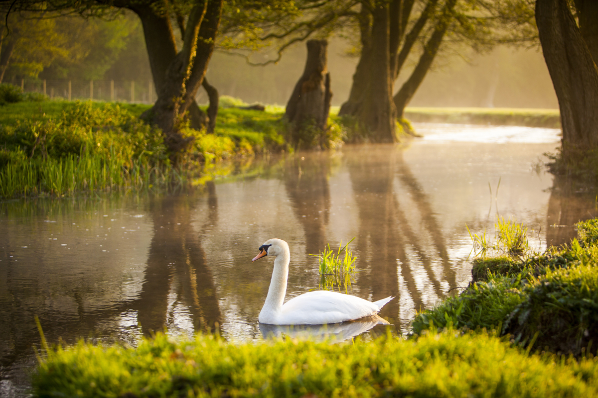 Swan Enjoying A Peaceful Mornig On The River Darenth At Castle Farm