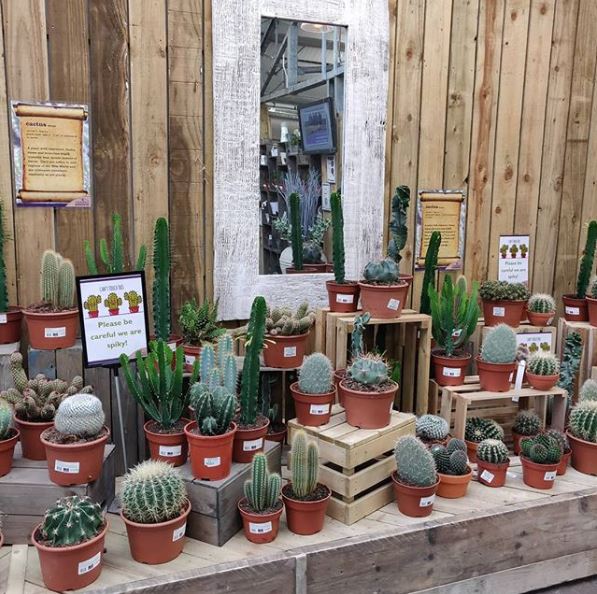 Cacti on sale at Coolings