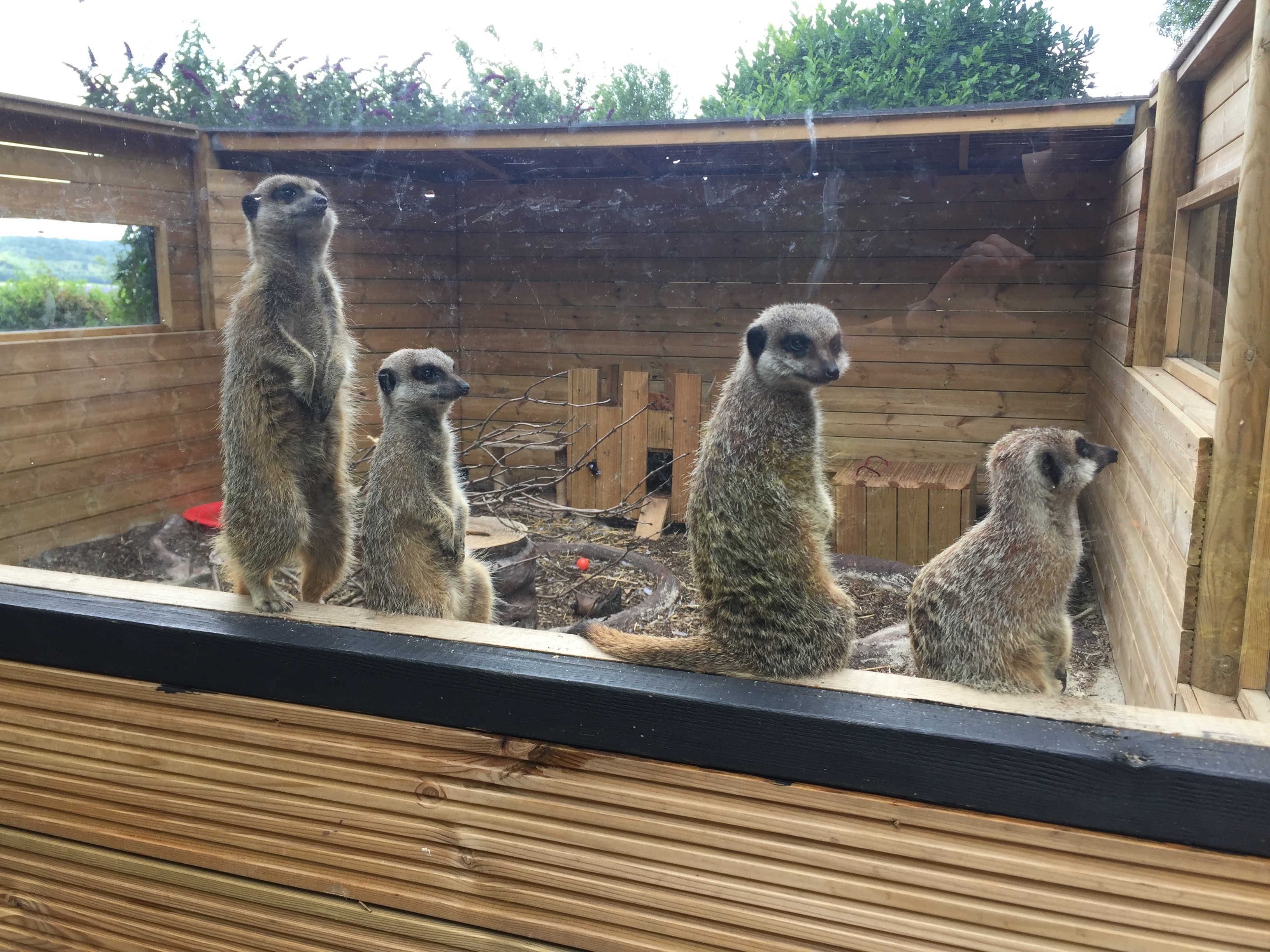 Meerkat Credit Free