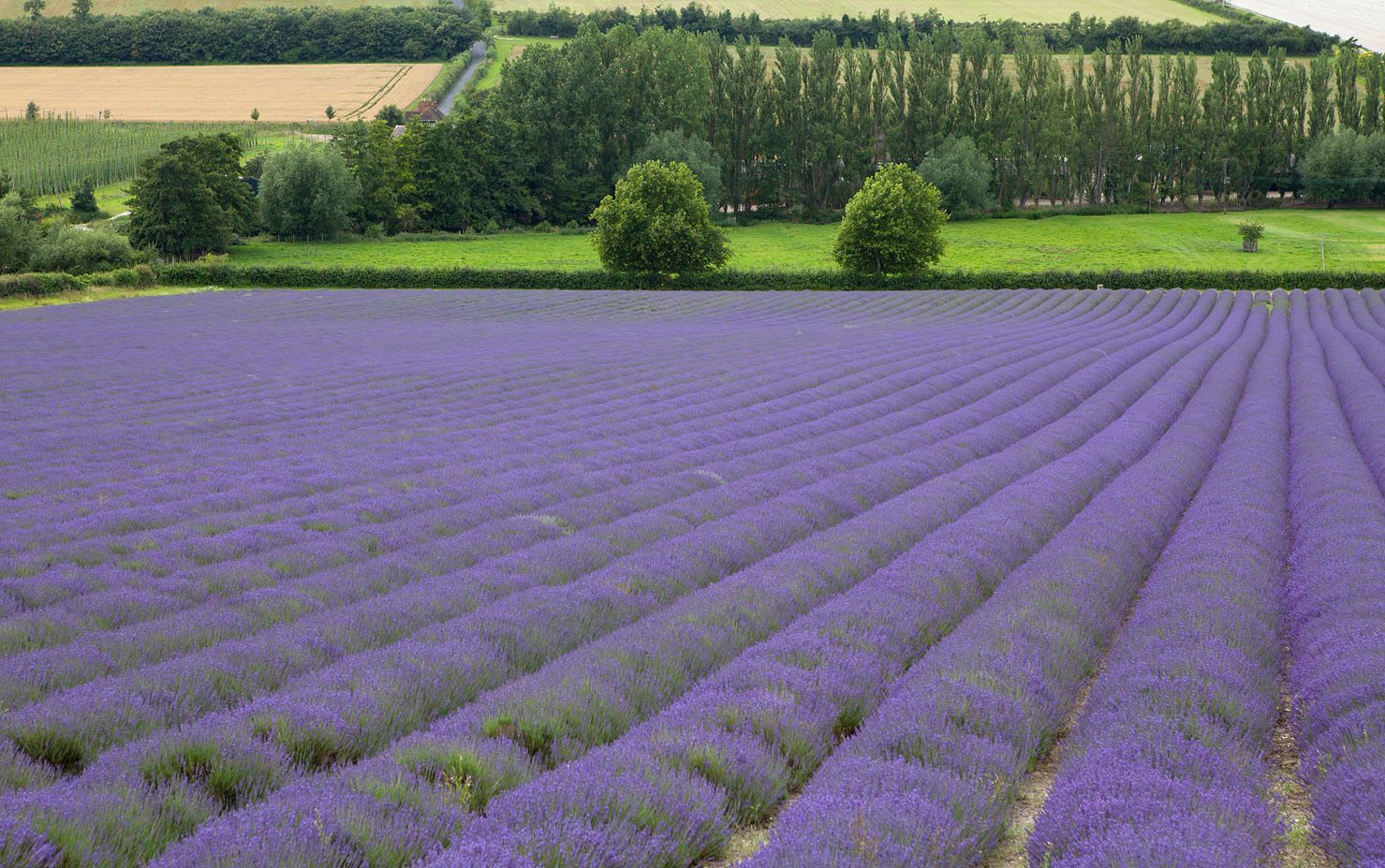 lavender-shoreham-4.jpg