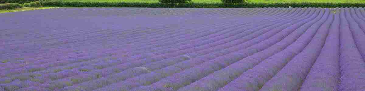 lavender-shoreham-4.jpg