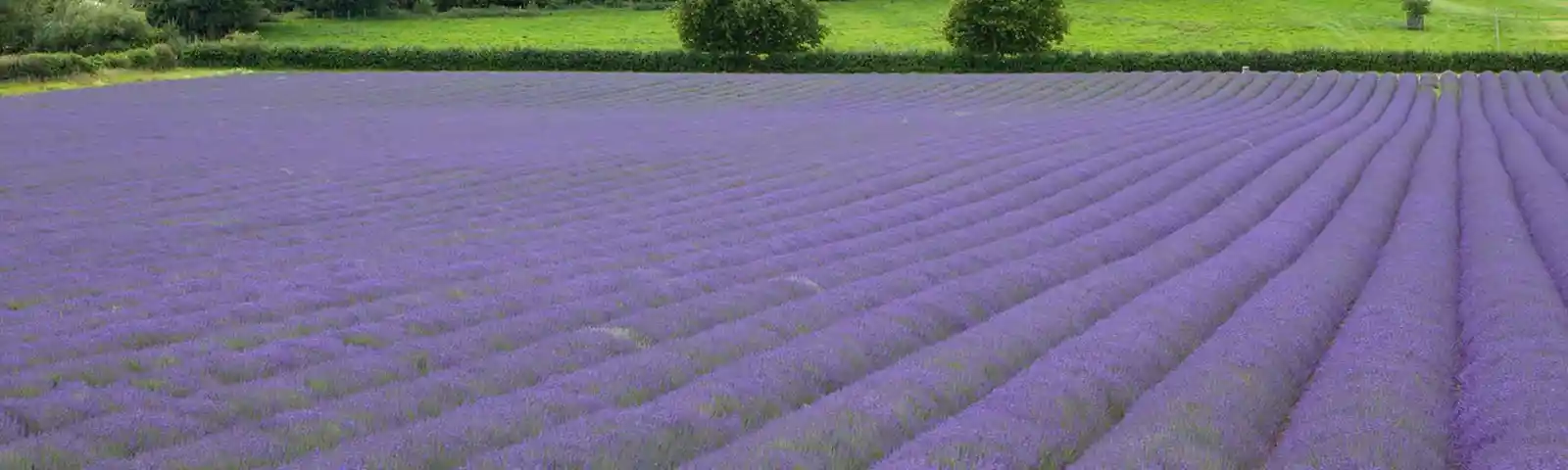 lavender-shoreham-4.jpg